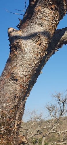 Commiphora harveyi