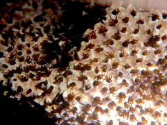 Dodecaceria concharum