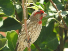 Haemorhous mexicanus