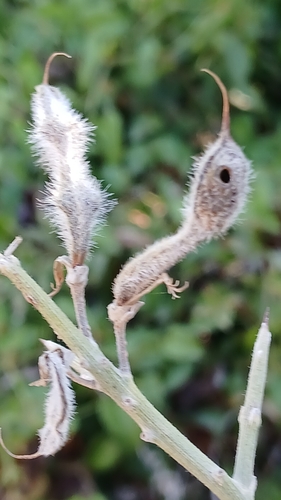 Asphondylia calycotomae