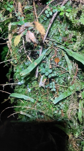 Notogrammitis billardierei observed 2024-07-13