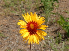 Gaillardia aristata