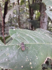 Leptoscelis saepifera