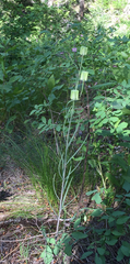 Fritillaria atropurpurea