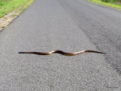 Aspidites melanocephalus