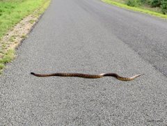 Aspidites melanocephalus