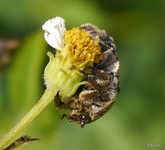 Protaetia fusca