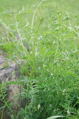 Vicia hirsuta