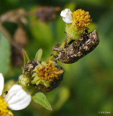 Protaetia fusca