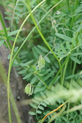 Vicia hirsuta