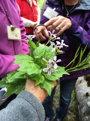 Cardamine constancei