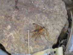 Echthromorpha agrestoria