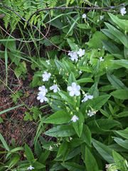 Dasynotus daubenmirei