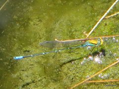 Pseudagrion aureofrons