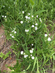 Dasynotus daubenmirei