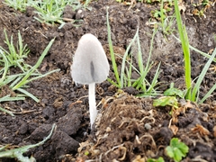 Coprinopsis pseudonivea