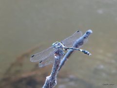 Austroepigomphus praeruptus