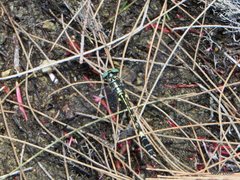 Austroepigomphus praeruptus