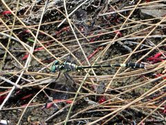 Austroepigomphus praeruptus