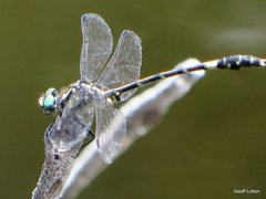 Austroepigomphus praeruptus