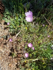 Sidalcea sparsifolia