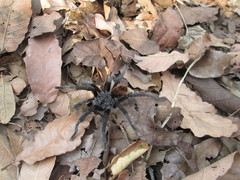 Dugesiella anitahoffmannae