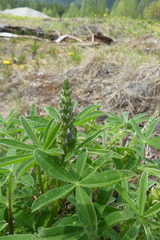 Lupinus arcticus
