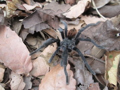 Dugesiella anitahoffmannae