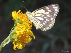 Belenois java teutonia