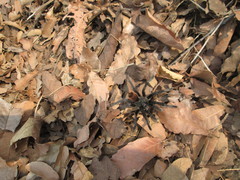 Dugesiella anitahoffmannae