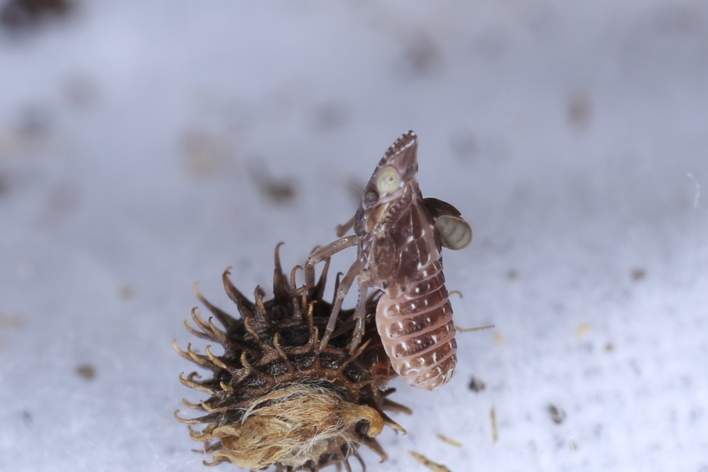 Dryinus tarraconensis