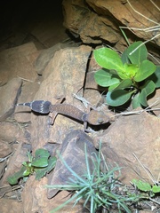 Pilbara Barking Gecko photo 4