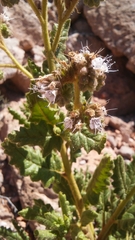 Phacelia pinkavae