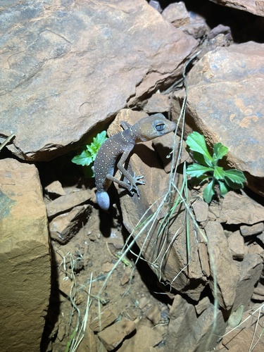 Pilbara Barking Gecko, Underwoodisaurus seorsus