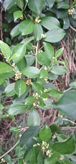 Gurmar (Gymnema sylvestre)