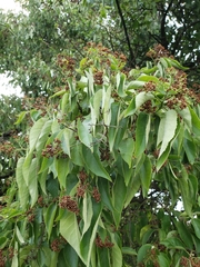 Ehretia latifolia