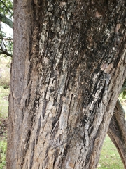 Ehretia latifolia