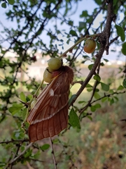 Lasiocampoidea