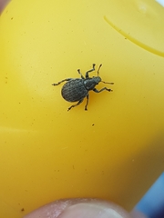 Philopedon plagiatum