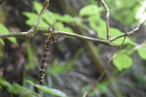 Ophiocordyceps odonatae