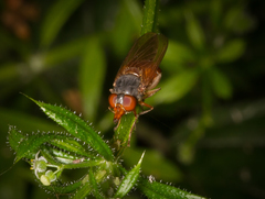 Rhingia rostrata