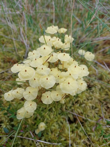 Image of Splachnum luteum by no rights reserved
