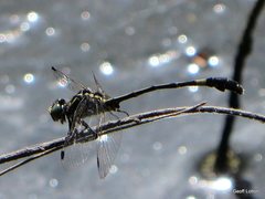 Austroepigomphus praeruptus