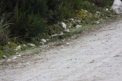 Geospizopsis unicolor