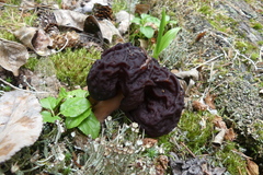 Gyromitra esculenta