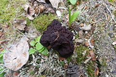 Gyromitra esculenta