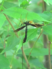 Megarhyssa atrata