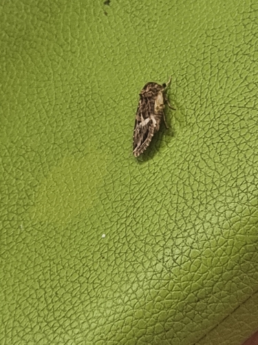 Mediterranean Brocade