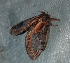 Notodonta scitipennis