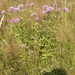 Centaurea erdneri × oxylepis - Photo (c) Petr Koutecký, some rights reserved (CC BY-NC), uploaded by Petr Koutecký